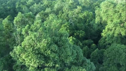 Table à manger IAN Live Edge Slab Design minimaliste moderne nordique