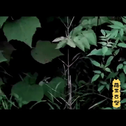 CORA HAWAII REGENCY Fauteuil en rotin de qualité supérieure Coastal Island Living (2 couleurs)